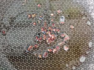 Heat the pan, bloom the Sichuan peppercorns i